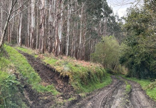 O concello pecha á circulación vías forestais de Montemaior danadas pola realización dunha tala